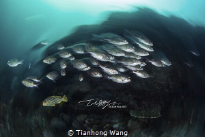Turn left or turn right ? by Tianhong Wang 